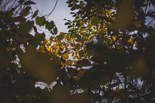 northville low angle photography of green leafed trees sunlight